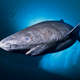 Somniosus microcephalus, el tiburón de Groenlandia. Imagen: NOAA